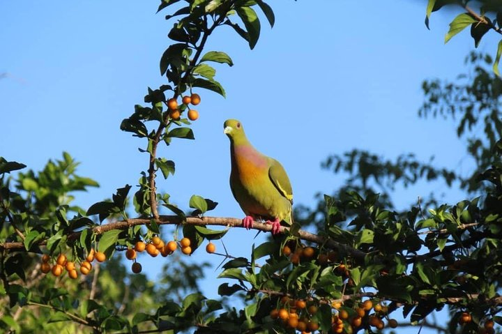 Kalametiya Bird Watching,Lagoon Safari trip From any Hotels Southern Province  - Photo 1 of 4